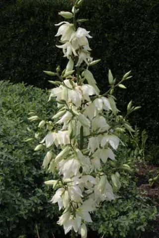 Yucca filamentosa 'Schneetanne'