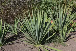 Yucca filamentosa 'Schneetanne'