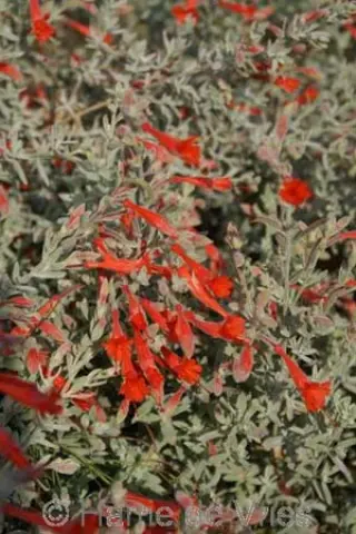Zauschneria calif. 'Olbrich's Silver'