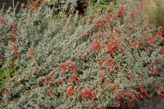 Zauschneria calif. 'Olbrich's Silver'