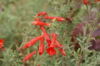 Zauschneria californica 'Western Hills'