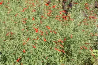Zauschneria californica 'Western Hills'