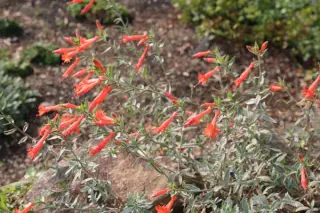 Zauschneria cana 'Schiefelin's Choice'