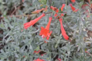 Zauschneria cana 'Schiefelin's Choice'