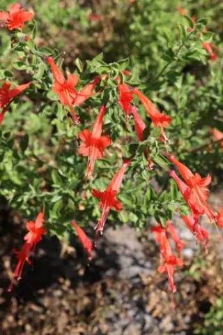 Zauschneria latifolia