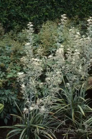 Zigadenus elegans