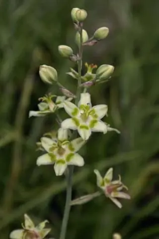Zigadenus elegans