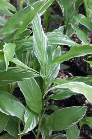 Zingiber mioga 'White Feather'