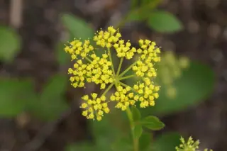 Zizia aptera