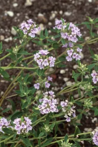 Ziziphora subnivalis