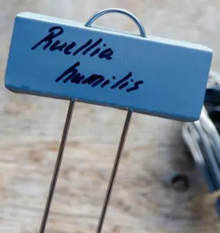 Medium plate label with stem