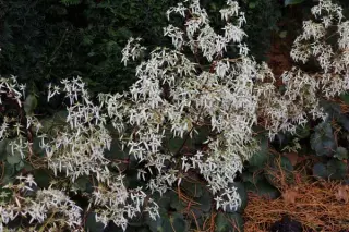 Saxifraga fortunei ex 'Seiyuzan Urabeni'