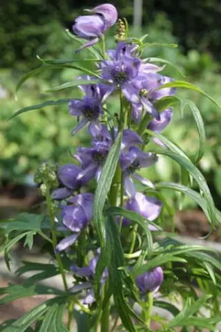 Aconitum angulatum