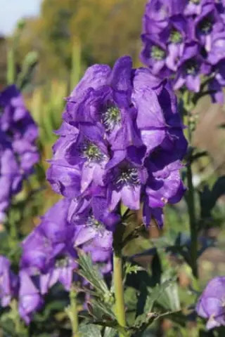 Aconitum carmichaelii 'Barker's Variety'