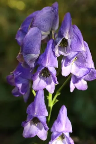 Aconitum carmichaelii (zaailing Gilles)