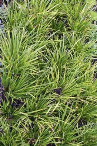 Acorus gramineus 'Pusillus'