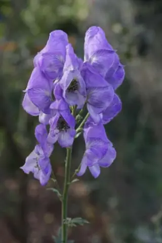 Aconitum incisofidum