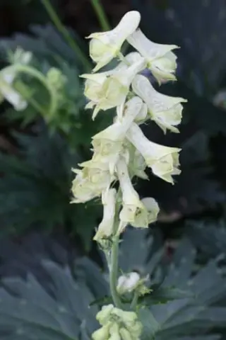 Aconitum krylovii