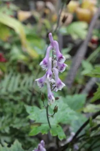 Aconitum loczyanum - BSWJ11529