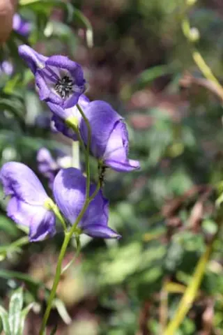 Aconitum napel. 'Duitse Vorm'
