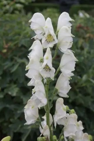 Aconitum napel. 'Schneewittchen'