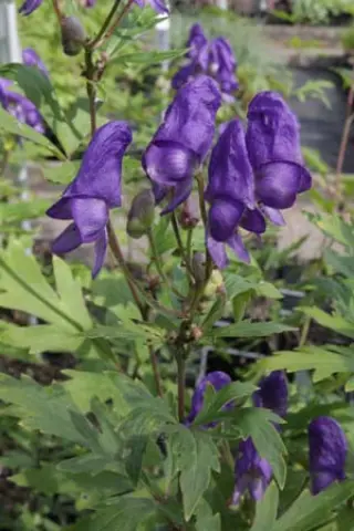 Aconitum proliferum