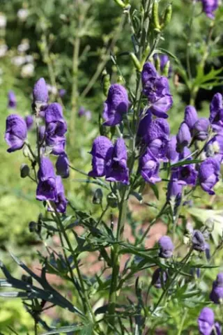 Aconitum 'Rya'