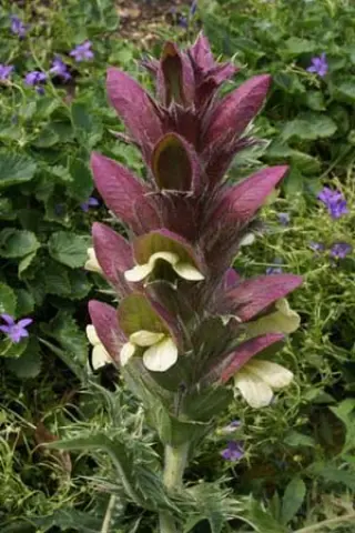 Acanthus hirsutus syriacus