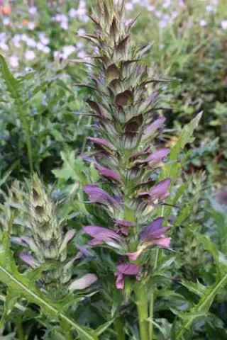 Acanthus hungaricus 'Bobby'