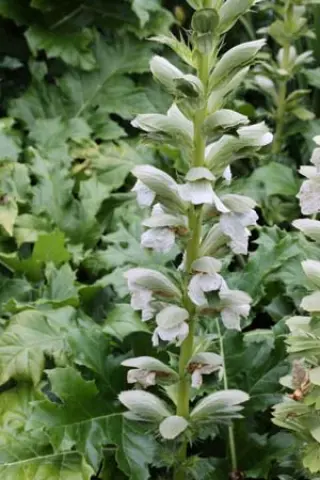 Acanthus mollis 'Rue Ledan'