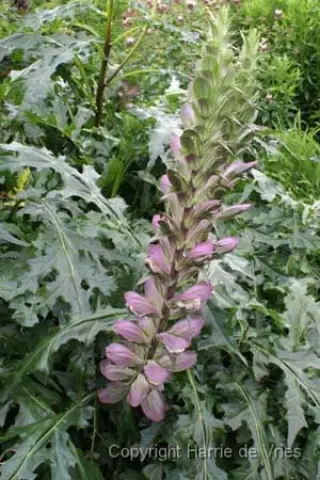 Acanthus spinosus 'Lady Moore'