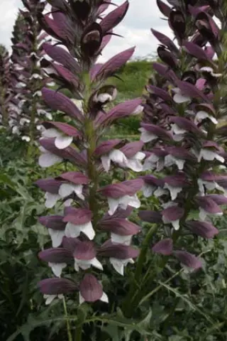 Acanthus spinosus 'Royal Haughty'
