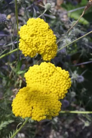 Achillea filipendulina 'Bishkek Gold'