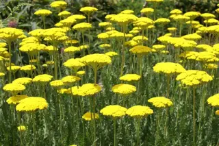 Achillea filipendulina 'Parker's Var.'