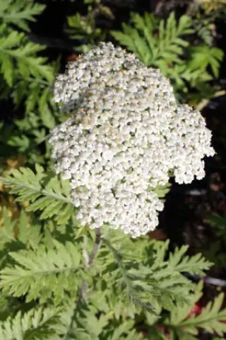 Achillea grandifolia