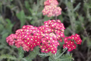 Achillea 'Renate'