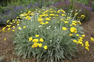 Achillea 'Schwellenburg'