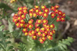 Achillea 'Safran'