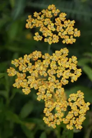 Achillea 'Terracotta'