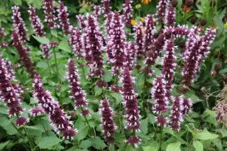 Agastache 'Beelicious Pink'