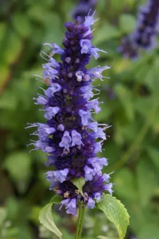 Agastache 'Blackadder'