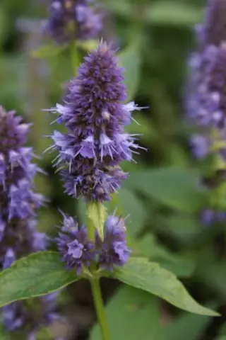 Agastache 'Blue Fortune'