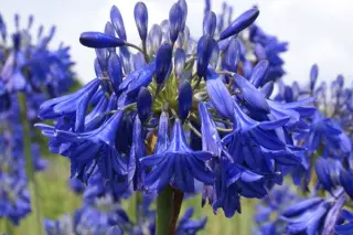 Agapanthus 'Bressingham Blue'