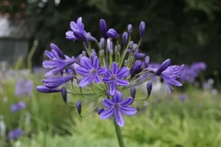 Agapanthus 'Buckingham Palace'