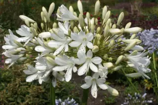 Agapanthus 'Cambridge'