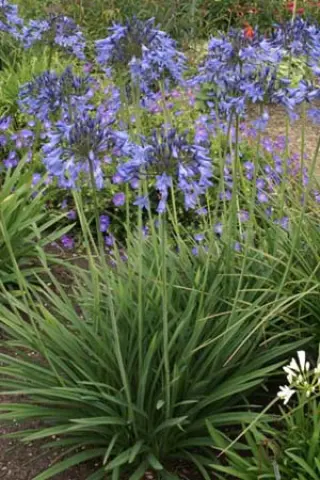 Agapanthus 'Castle Of Mey'