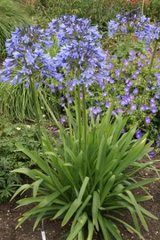 Agapanthus 'Columba'