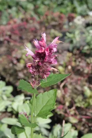 Agastache 'Danish Delight'