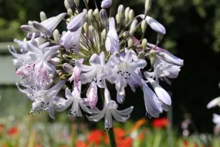 Agapanthus 'Ex Crystal Drop'