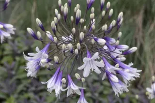 Agapanthus 'Fireworks'